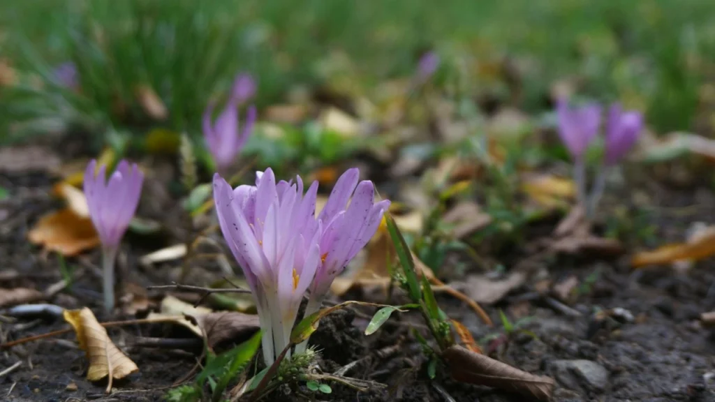 Autumn Crocus