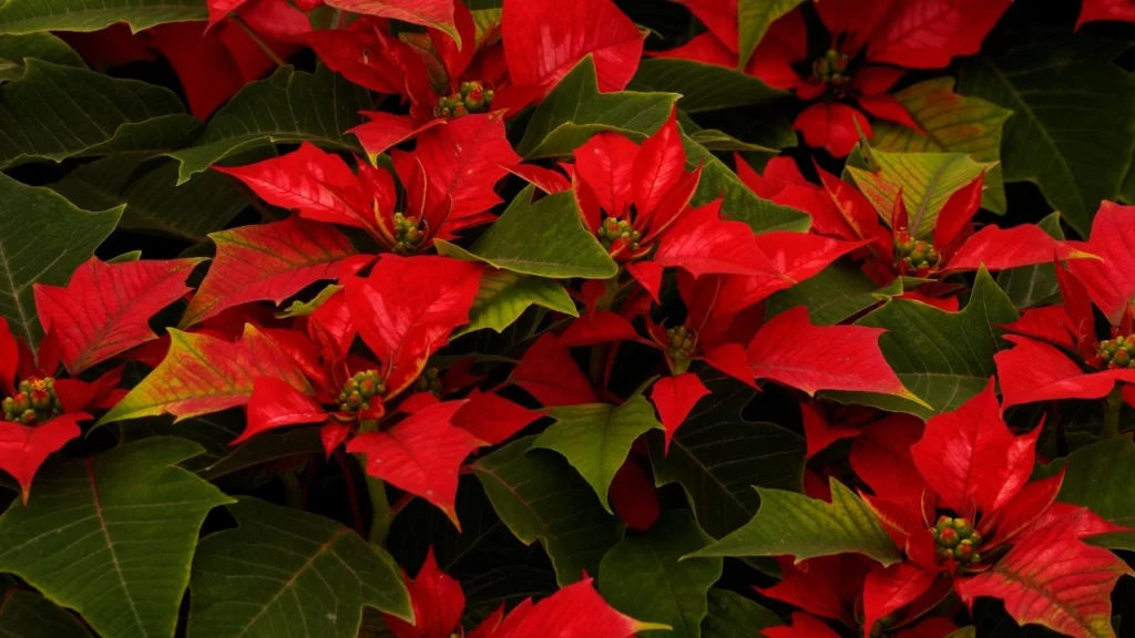 Poinsettia