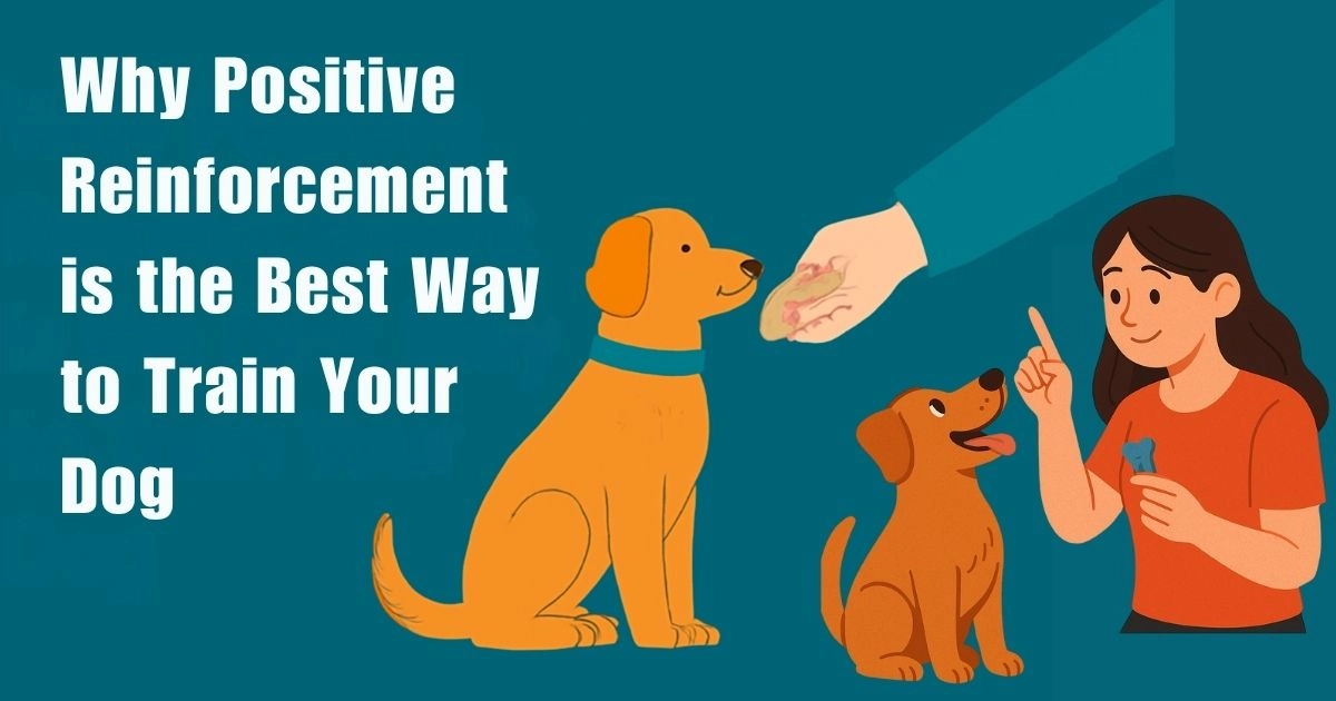 Why Positive Training Helps Your Dog Learn Faster