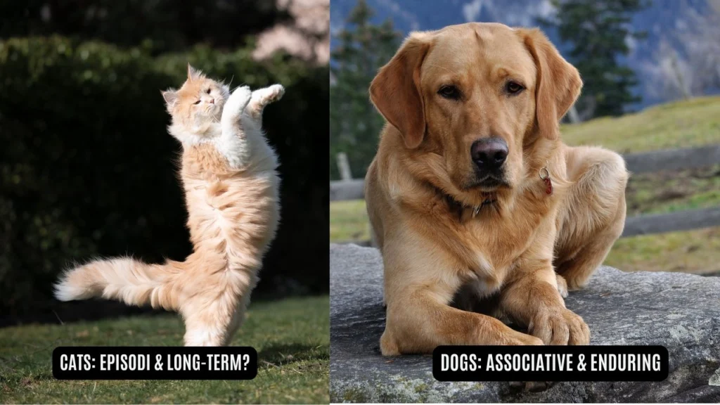 Memory Capabilities in Cats and Dogs